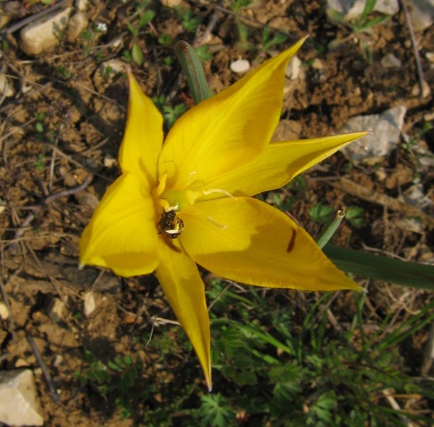 Tulipa sylvestris